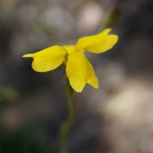 Goodenia pinnatifida at Canberra Central, ACT - 22 Oct 2014