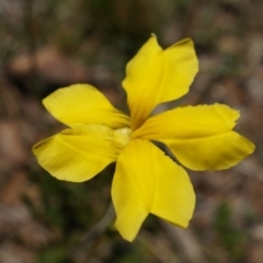 Goodenia pinnatifida at Canberra Central, ACT - 22 Oct 2014