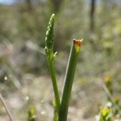 Microtis sp. (Onion Orchid) at Mount Majura - 22 Oct 2014 by AaronClausen