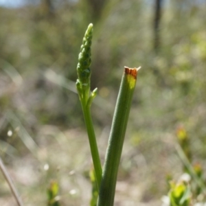 Microtis sp. at Mount Majura - suppressed