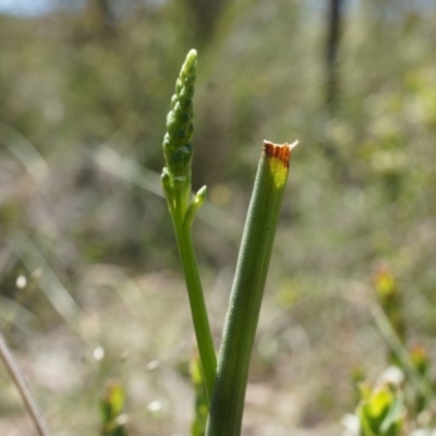 Microtis sp. (Onion Orchid) at Mount Majura - 22 Oct 2014 by AaronClausen