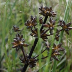 Lomandra multiflora (Many-flowered Matrush) at Mount Majura - 22 Oct 2014 by AaronClausen