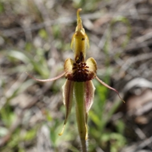 Caladenia actensis at suppressed - 22 Oct 2014