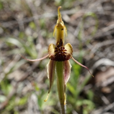Caladenia actensis (Canberra Spider Orchid) at Mount Majura - 22 Oct 2014 by AaronClausen