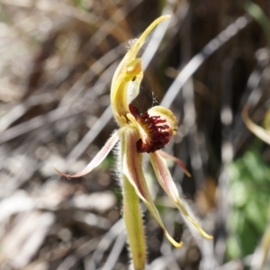 Caladenia actensis at suppressed - 22 Oct 2014