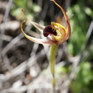 Caladenia actensis at suppressed - 22 Oct 2014