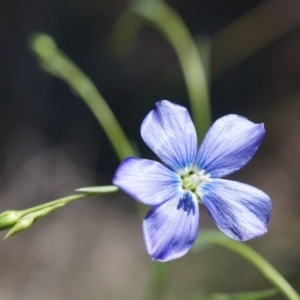 Linum marginale at Majura, ACT - 22 Oct 2014