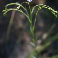 Linum marginale at Majura, ACT - 22 Oct 2014