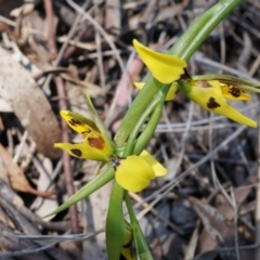 Diuris sulphurea (Tiger Orchid) at Mount Majura - 22 Oct 2014 by AaronClausen