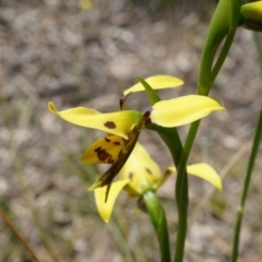 Diuris sulphurea at Canberra Central, ACT - 22 Oct 2014