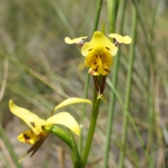 Diuris sulphurea at Canberra Central, ACT - 22 Oct 2014