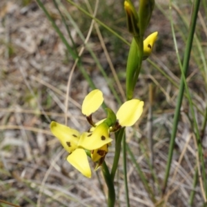 Diuris sulphurea at Canberra Central, ACT - 22 Oct 2014