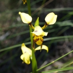 Diuris sulphurea (Tiger Orchid) at Mount Majura - 22 Oct 2014 by AaronClausen