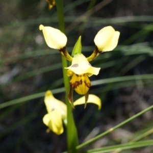 Diuris sulphurea at Canberra Central, ACT - 22 Oct 2014