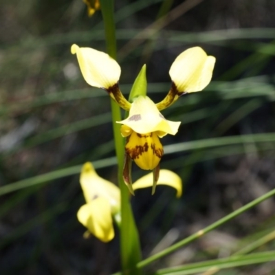 Diuris sulphurea (Tiger Orchid) at Canberra Central, ACT - 22 Oct 2014 by AaronClausen