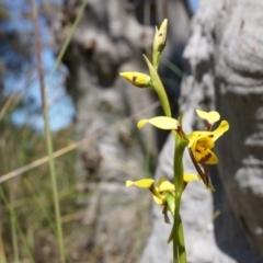 Diuris sulphurea at Canberra Central, ACT - 22 Oct 2014