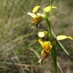 Diuris sulphurea at Canberra Central, ACT - 22 Oct 2014