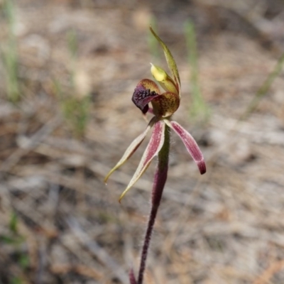 Caladenia actensis (Canberra Spider Orchid) by AaronClausen
