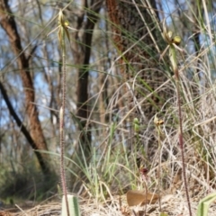 Caladenia actensis at suppressed - 22 Oct 2014