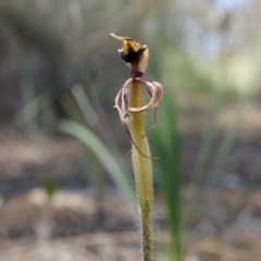 Caladenia actensis at suppressed - 22 Oct 2014