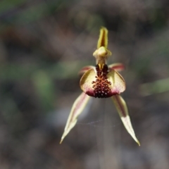 Caladenia actensis (Canberra Spider Orchid) at Canberra Central, ACT - 22 Oct 2014 by AaronClausen
