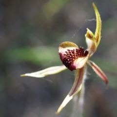 Caladenia actensis at suppressed - 22 Oct 2014