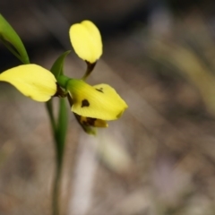 Diuris sulphurea (Tiger Orchid) at Canberra Central, ACT - 22 Oct 2014 by AaronClausen