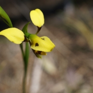 Diuris sulphurea at Canberra Central, ACT - suppressed