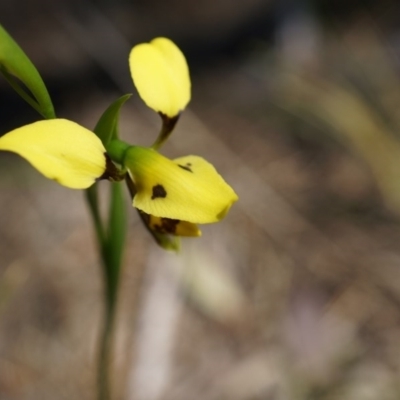 Diuris sulphurea (Tiger Orchid) at Mount Majura - 22 Oct 2014 by AaronClausen