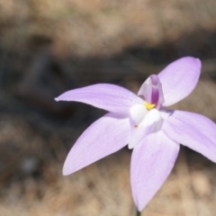 Glossodia major (Wax Lip Orchid) at Canberra Central, ACT - 22 Oct 2014 by AaronClausen