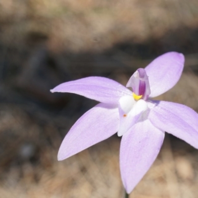 Glossodia major (Wax Lip Orchid) at Canberra Central, ACT - 22 Oct 2014 by AaronClausen