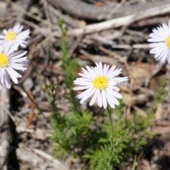 Unverified at Mount Majura - 22 Oct 2014 by AaronClausen