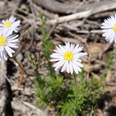 Unverified at Mount Majura - 22 Oct 2014 by AaronClausen