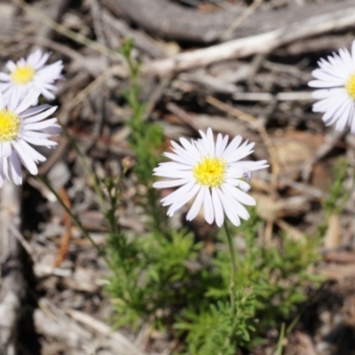 Unidentified at Mount Majura - 22 Oct 2014 by AaronClausen