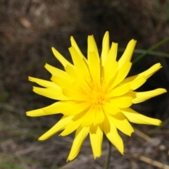 Microseris walteri (Yam Daisy, Murnong) at Canberra Central, ACT - 22 Oct 2014 by AaronClausen