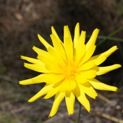 Microseris walteri (Yam Daisy, Murnong) at Mount Majura - 22 Oct 2014 by AaronClausen