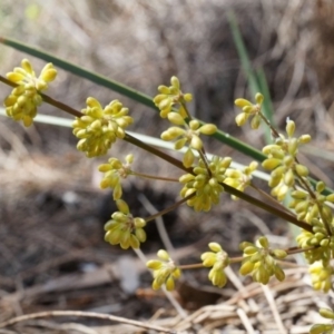 Lomandra multiflora at Canberra Central, ACT - 22 Oct 2014 02:38 PM