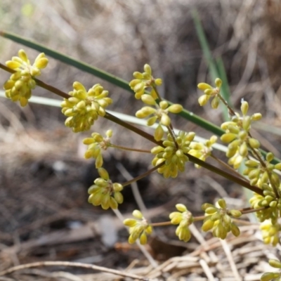 Lomandra multiflora (Many-flowered Matrush) at Mount Majura - 22 Oct 2014 by AaronClausen