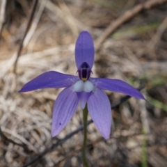 Glossodia major (Wax Lip Orchid) at Mount Majura - 22 Oct 2014 by AaronClausen