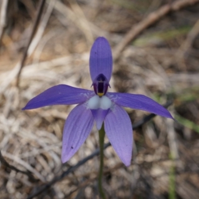 Glossodia major (Wax Lip Orchid) at Mount Majura - 22 Oct 2014 by AaronClausen