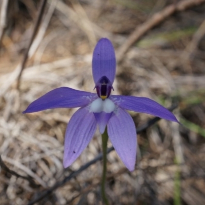 Glossodia major (Wax Lip Orchid) at Canberra Central, ACT - 22 Oct 2014 by AaronClausen