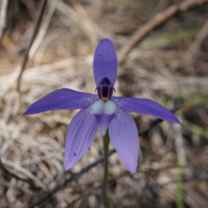 Glossodia major at Canberra Central, ACT - 22 Oct 2014