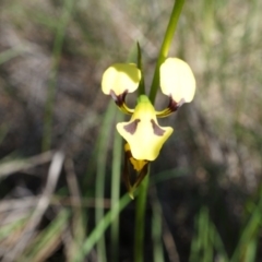 Diuris sulphurea (Tiger Orchid) at Canberra Central, ACT - 22 Oct 2014 by AaronClausen