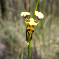 Diuris sulphurea at Canberra Central, ACT - 22 Oct 2014