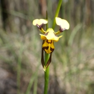 Diuris sulphurea at Canberra Central, ACT - 22 Oct 2014