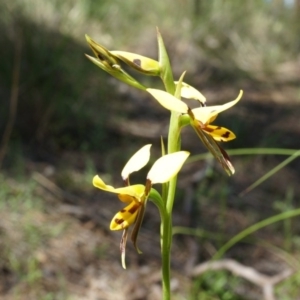 Diuris sulphurea at Canberra Central, ACT - 22 Oct 2014