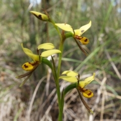 Diuris sulphurea at Canberra Central, ACT - 22 Oct 2014