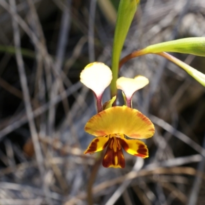 Diuris semilunulata (Late Leopard Orchid) at Majura, ACT - 22 Oct 2014 by AaronClausen