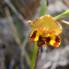 Diuris semilunulata at Majura, ACT - suppressed