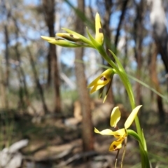 Diuris sulphurea (Tiger Orchid) at Mount Majura - 22 Oct 2014 by AaronClausen